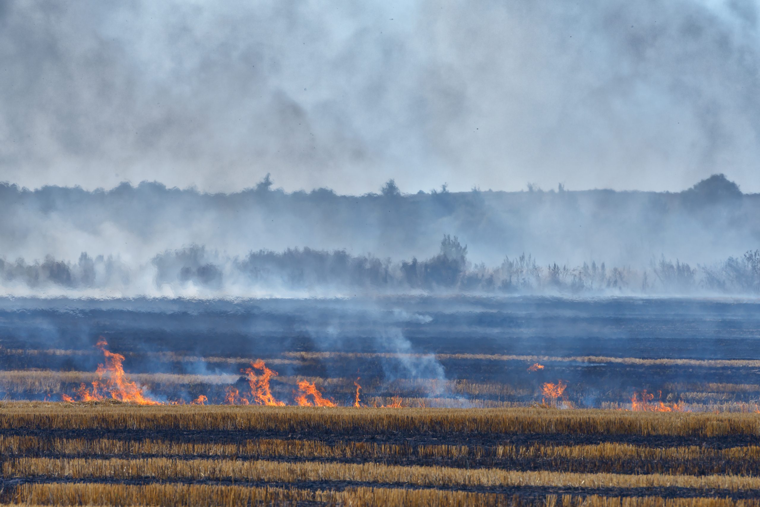 Fire on wheat field close up